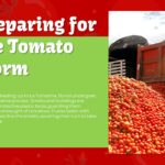 Tomato storm