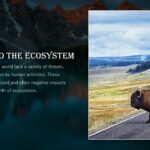 Threats to the ecosystem