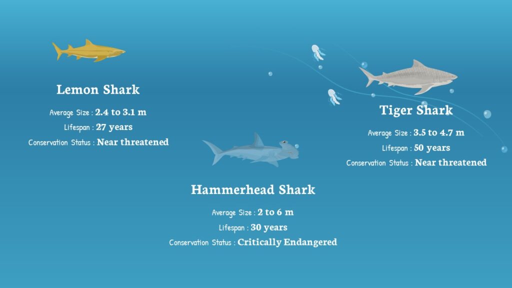 Free Animated Shark Google Slides and PowerPoint Template