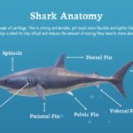 Anatomy of Shark
