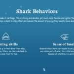 Shark Behaviour
