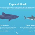 Types of Shark