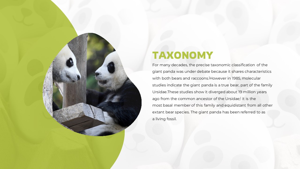 Panda Taxonomy