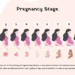 pregnancy stage timeline