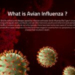 Bird Flu Influenza Virus template