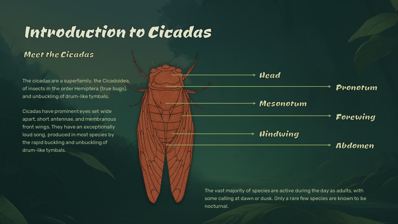 Free Cicadas Emerge 2024 PowerPoint Template & Google Slides