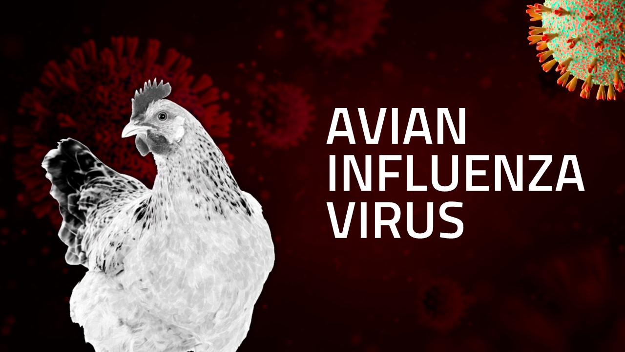 Influenza avian virus