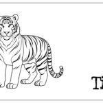 Tiger coloring pages