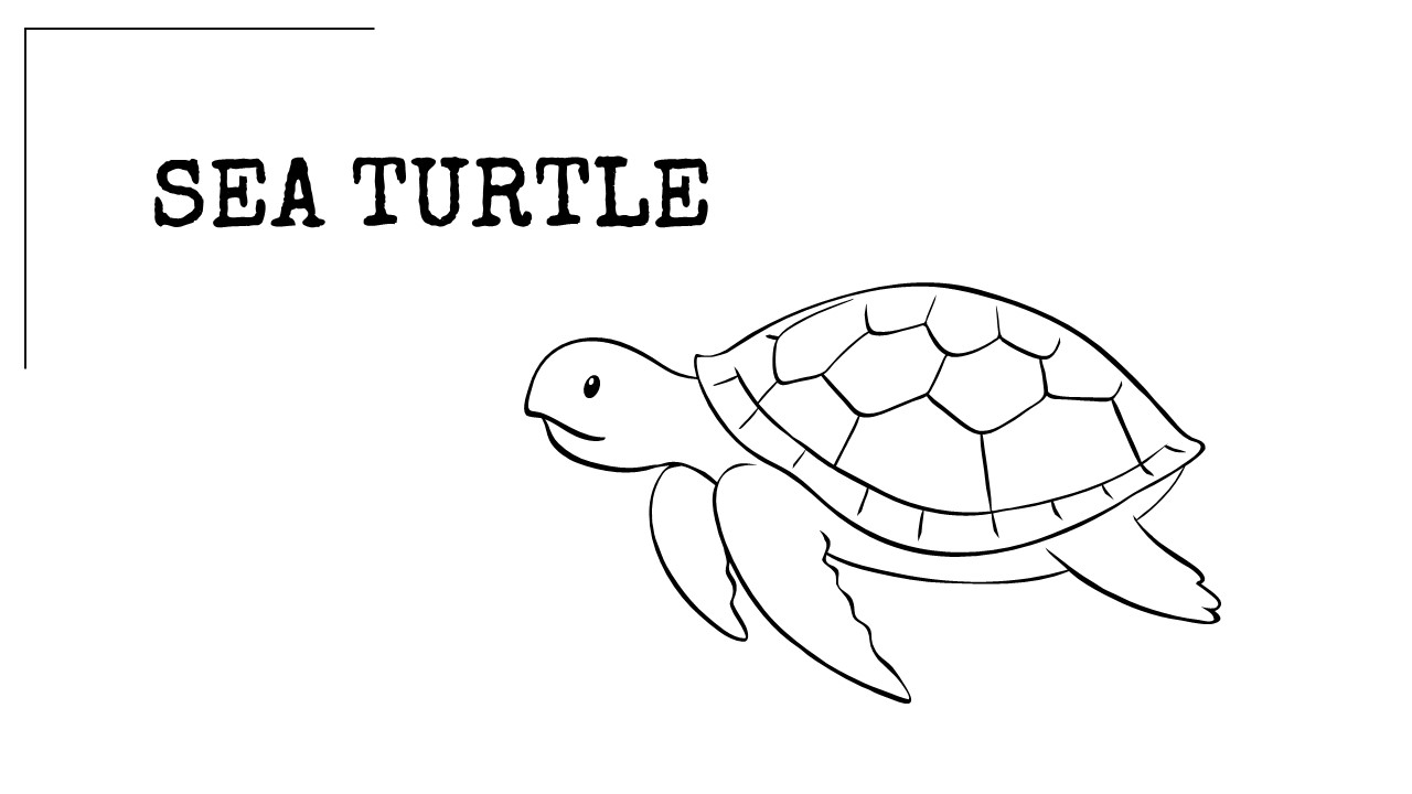 Turtle coloring pages