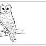 Owl sketch pages