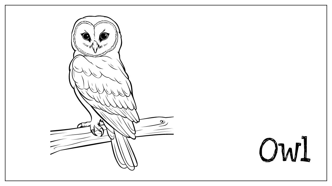 Owl sketch pages