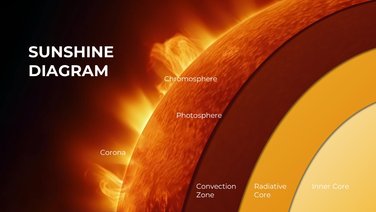 sun anatomy template