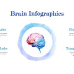 human brain anatomy template