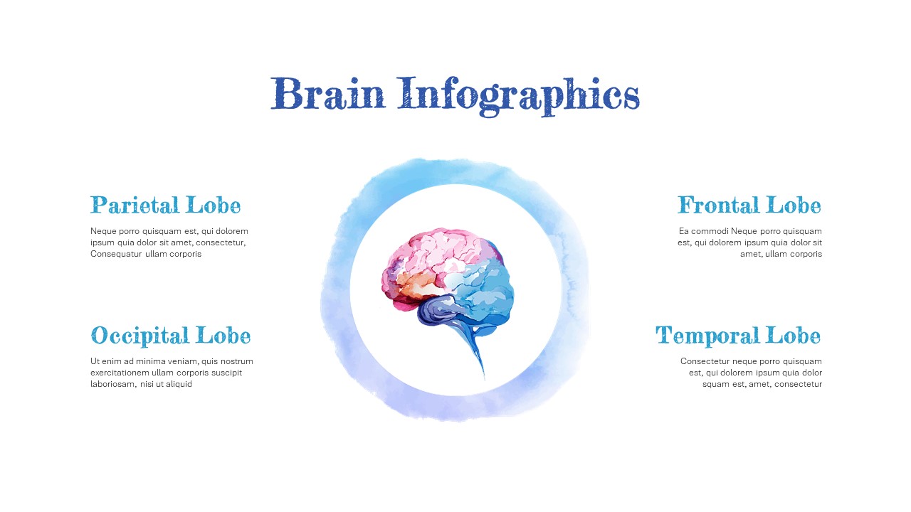 human brain anatomy template