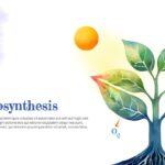 photosynthesis template