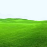 green grass background