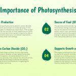 importance of photosynthesis