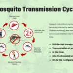 malaria transmission cycle
