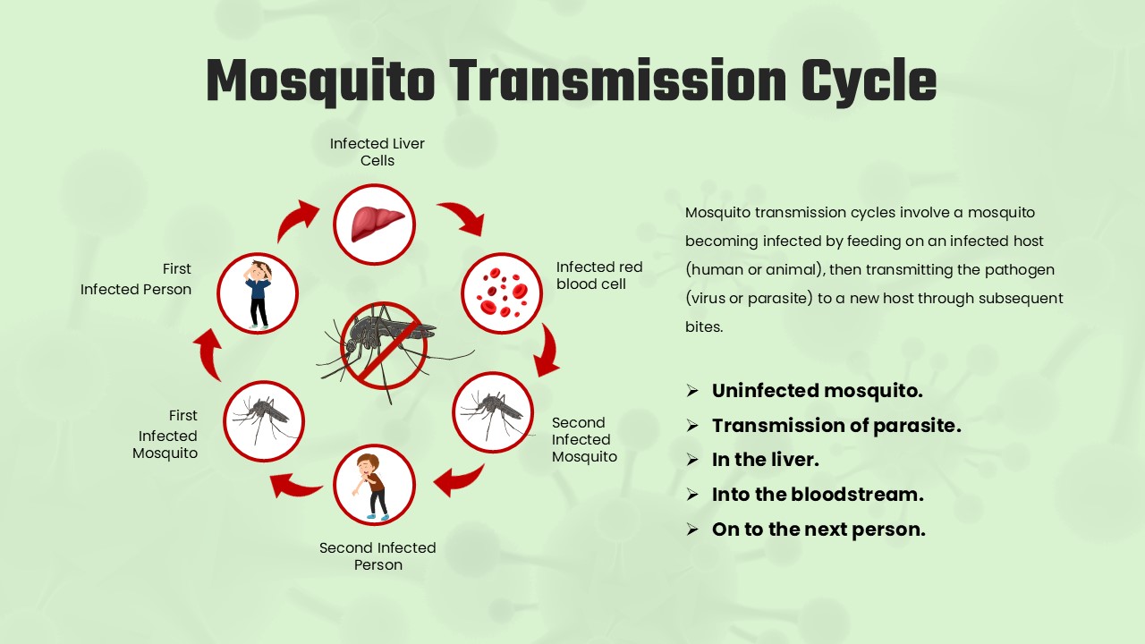 malaria transmission cycle