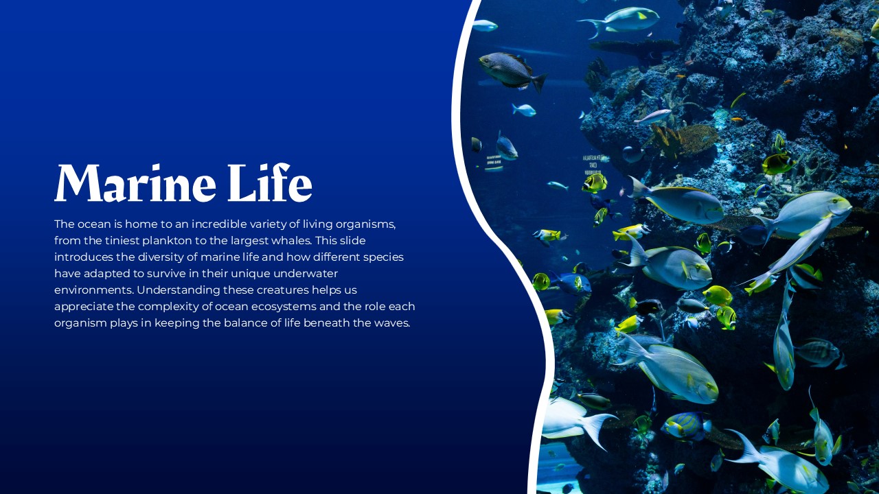 ocean marine life