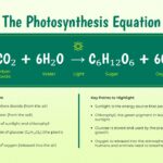 photosynthesis chemical equation