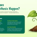 photosynthesis diagram