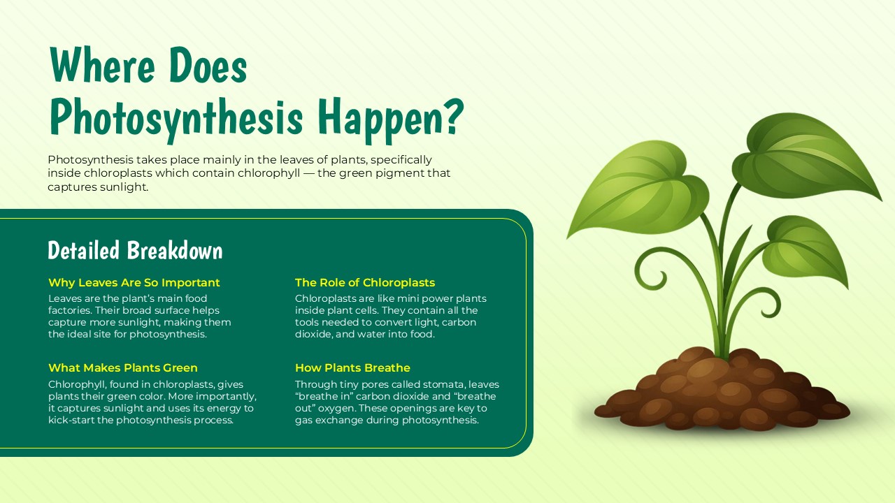 photosynthesis diagram