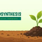 photosynthesis image