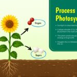 photosynthesis process