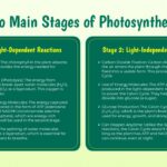 photosynthesis stages