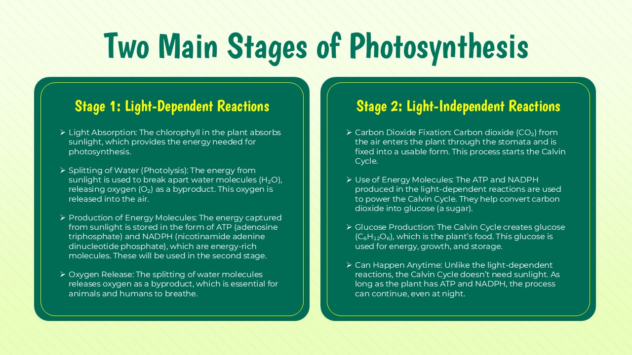 photosynthesis stages
