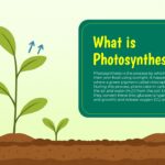 what is photosynthesis