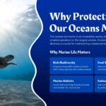 why protecting ocean