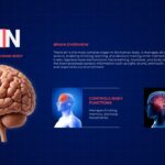 Body Organs Template - brain slide with 3D brain illustration