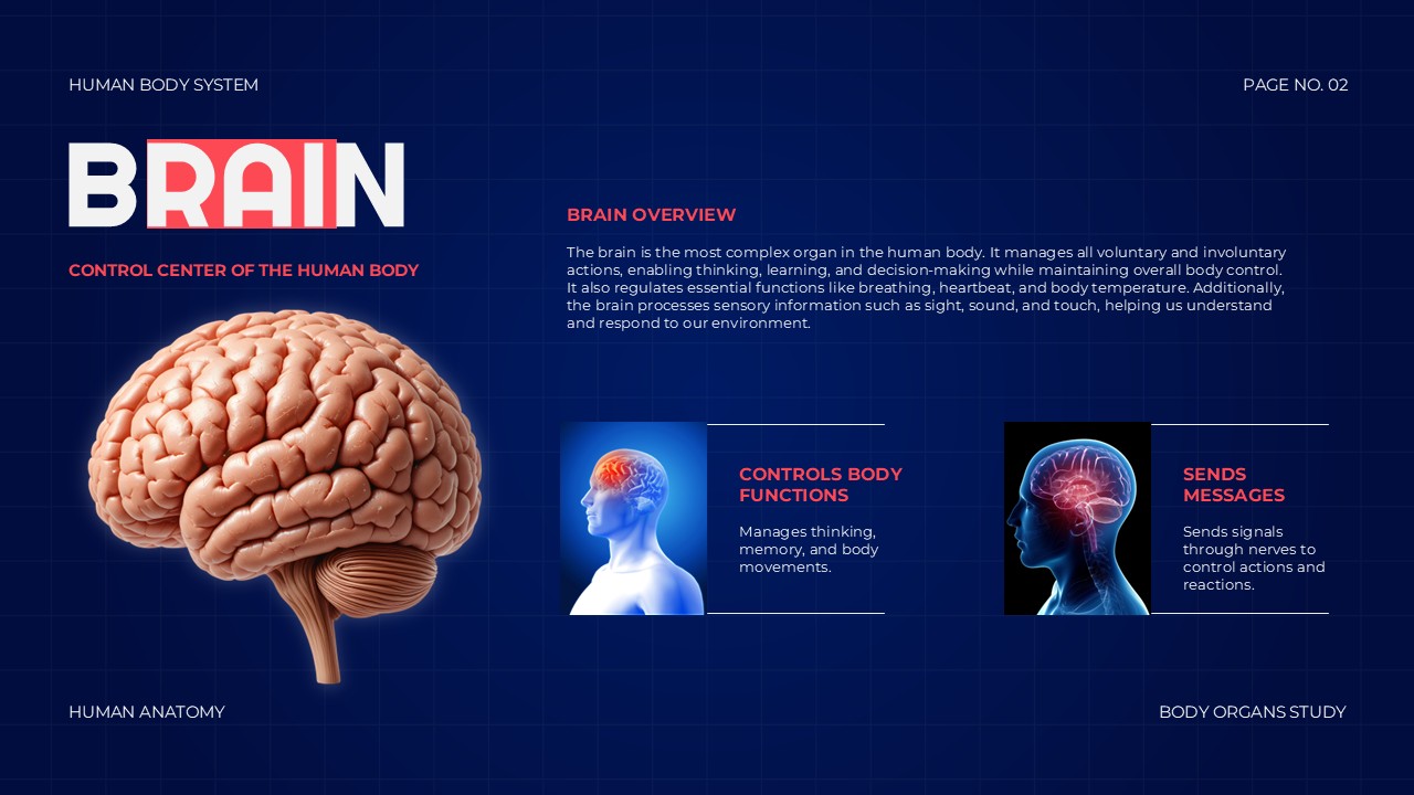 Body Organs Template - brain slide with 3D brain illustration