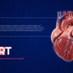 Body Organs Template - heart slide with anatomical heart illustration