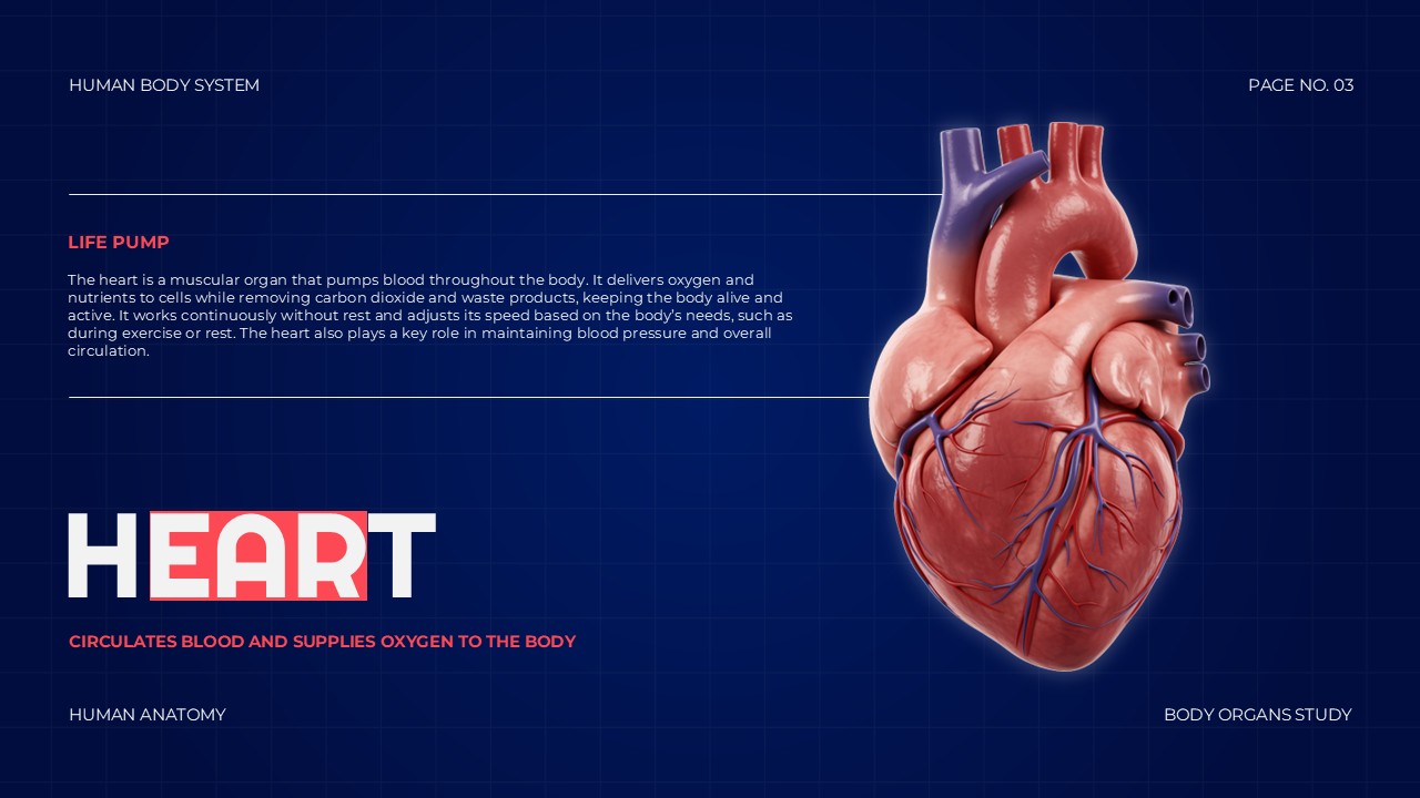 Body Organs Template - heart slide with anatomical heart illustration