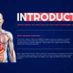 Body Organs Template - introduction slide with anatomical illustration