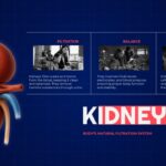 Body Organs Template - kidneys slide with renal system illustration