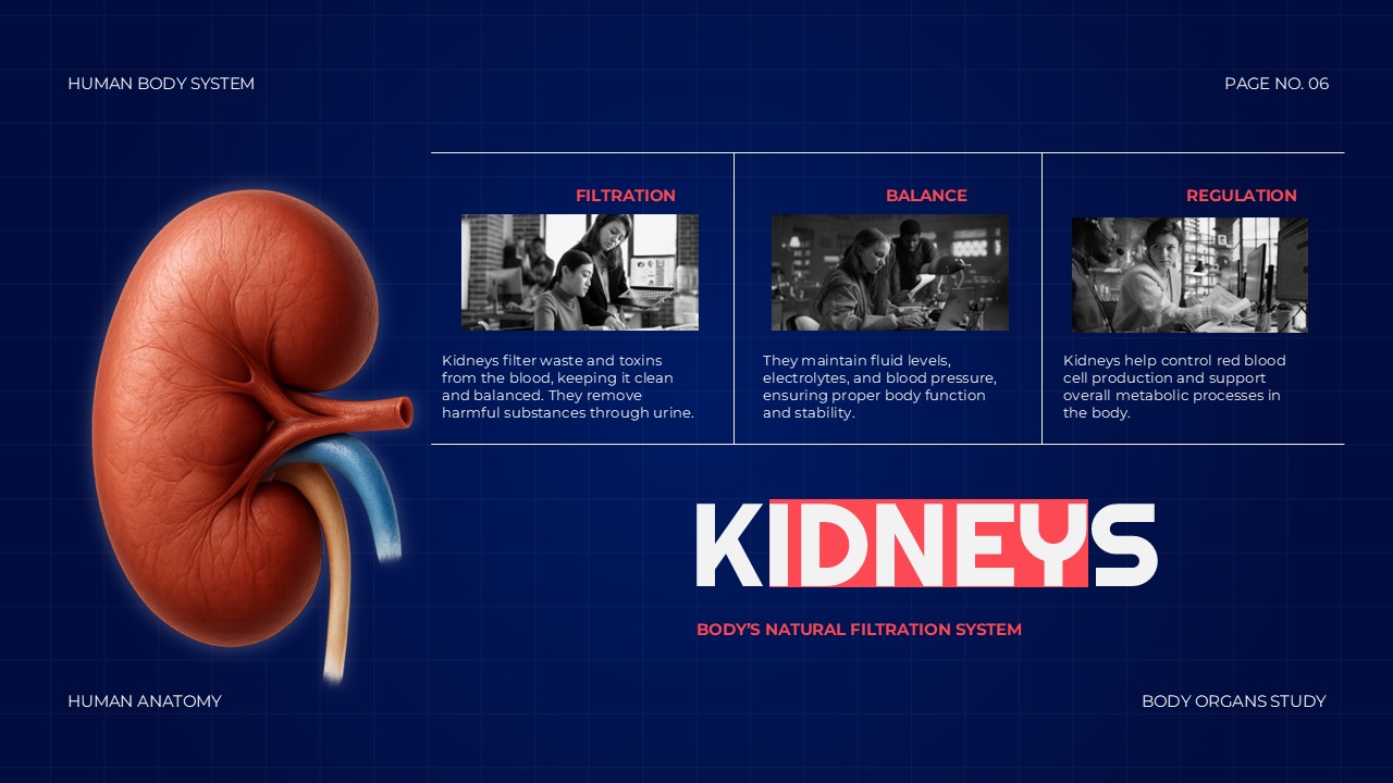 Body Organs Template - kidneys slide with renal system illustration