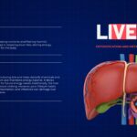 Body Organs Template - liver slide with hepatic system illustration