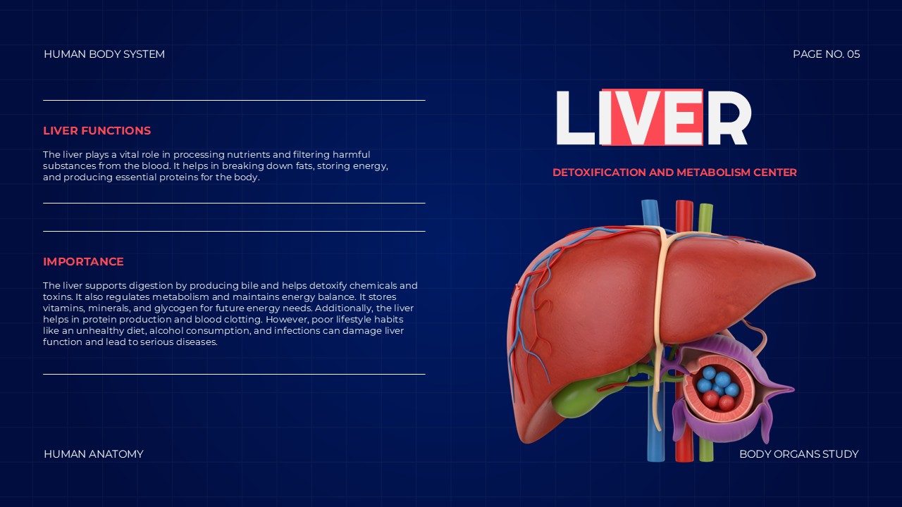 Body Organs Template - liver slide with hepatic system illustration