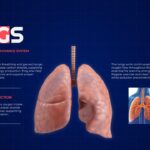 Body Organs Template - lungs slide with respiratory system illustration
