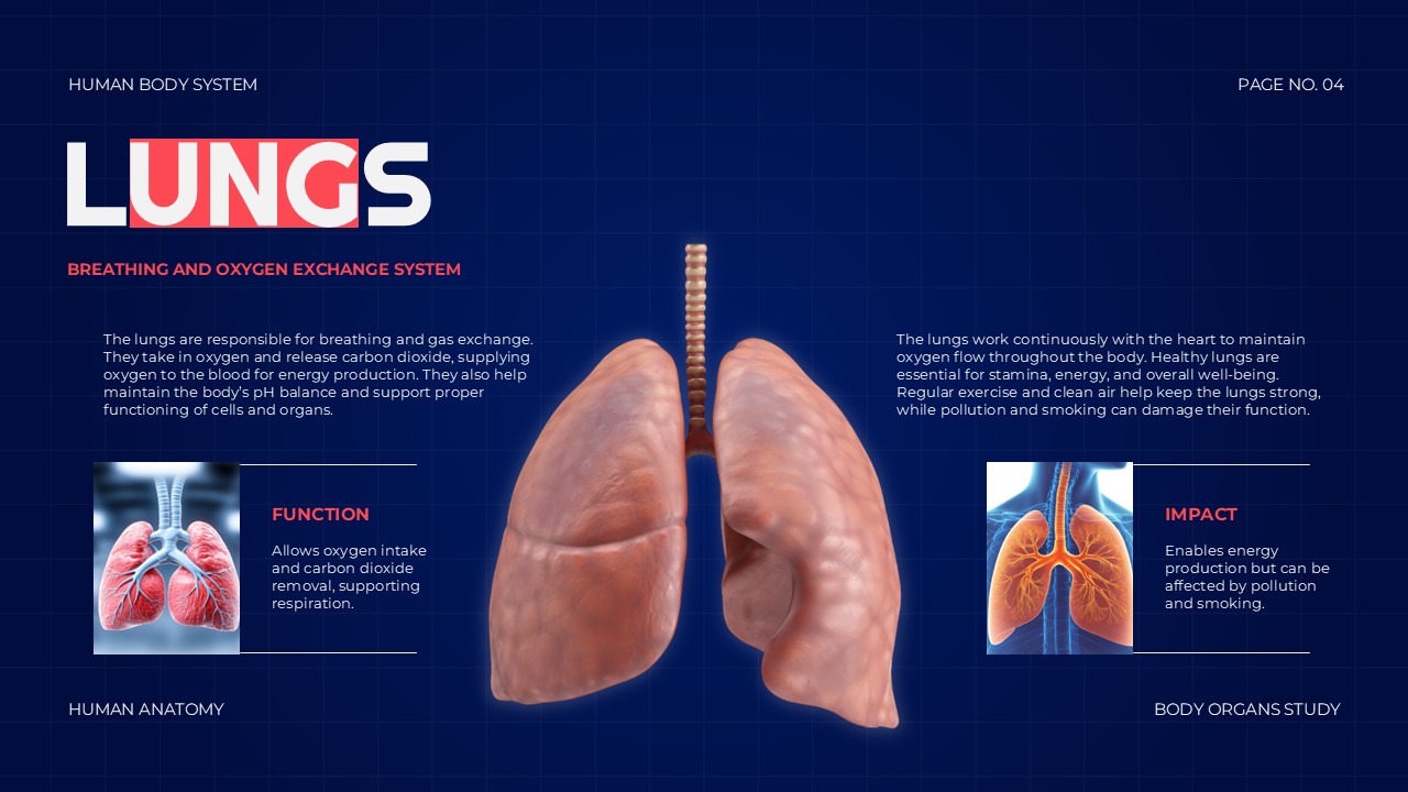 Body Organs Template - lungs slide with respiratory system illustration