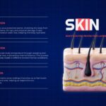 Body Organs Template - skin slide with dermal layer cross-section