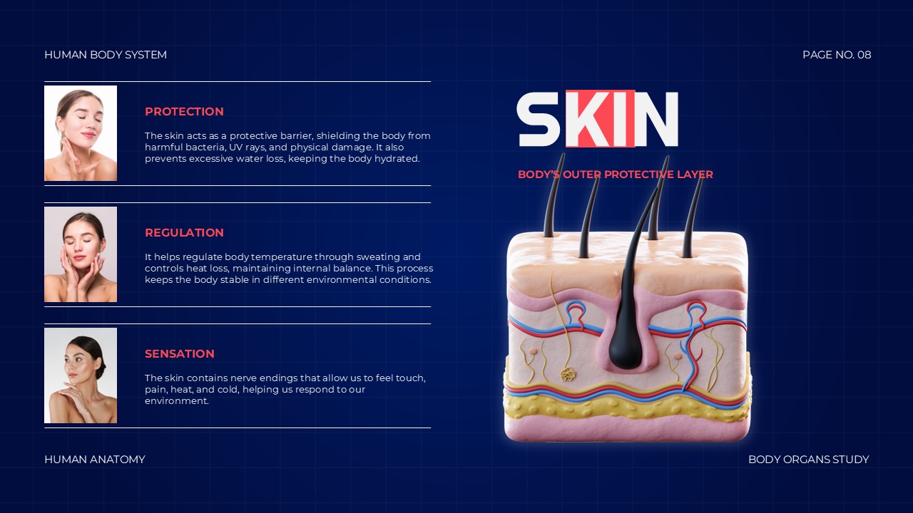 Body Organs Template - skin slide with dermal layer cross-section