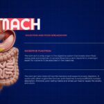 Body Organs Template - stomach slide with digestive system illustration