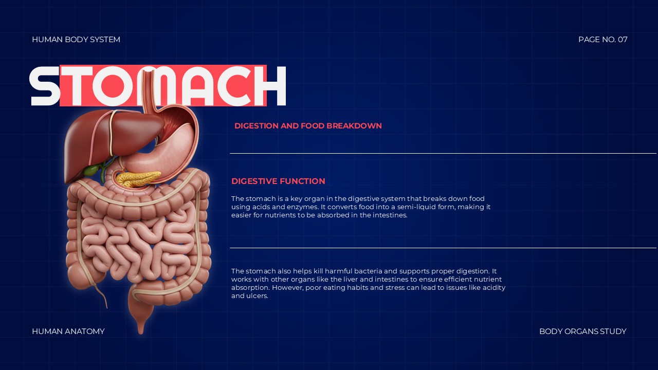 Body Organs Template - stomach slide with digestive system illustration