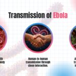 Ebola Virus Template - transmission infographic with three circular images showing infection pathways
