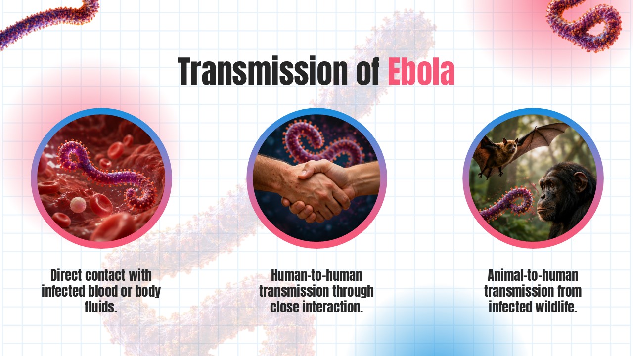 Ebola Virus Template - transmission infographic with three circular images showing infection pathways